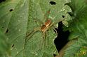 Dolomedes_fimbriatus_D8313_Z_90_Les Gris_Frankrijk
